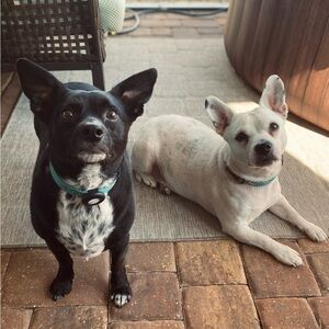 Meet your Posher, Crystal